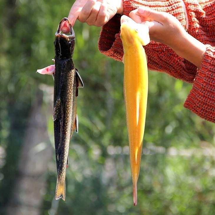 黄河虹鳟鱼图片