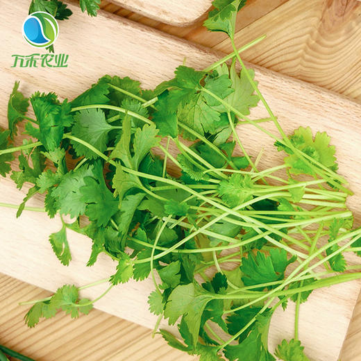万禾农业上海崇明有机农场有机新鲜香菜芫荽菜200g