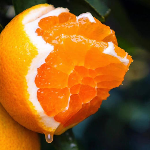 屈原故里秭归脐橙九月红 肉脆汁多香甜可口的果冻橙 商品图2