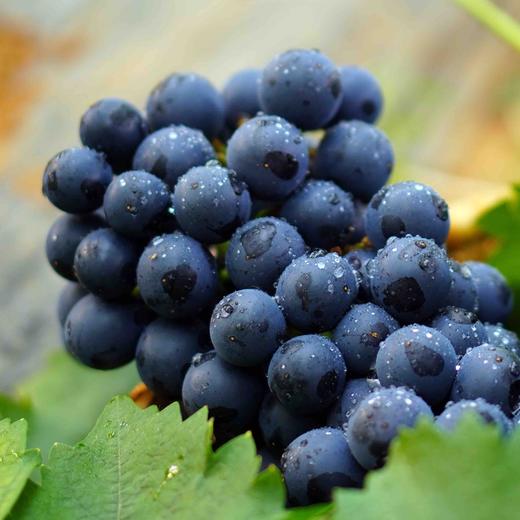 产地直邮-云南露天黑加仑 果肉q弹 滑嫩 汁水丰沛 果香宜人 现摘配送