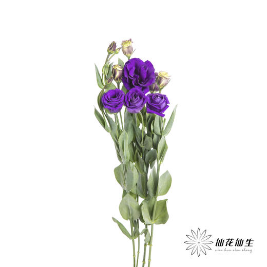 洋桔梗 | 深紫 商品图7