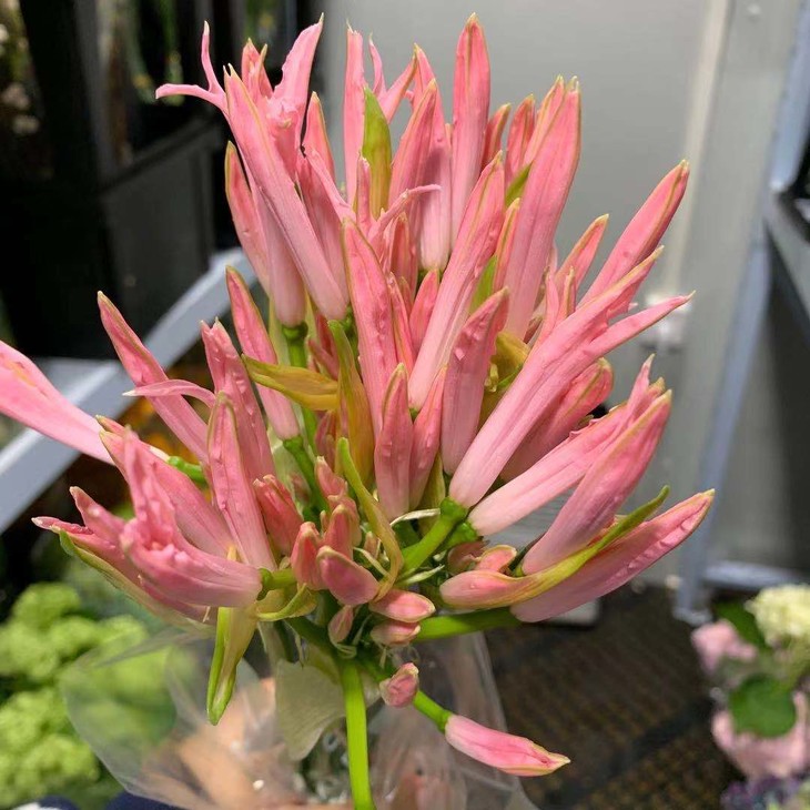 【新鲜】荷兰进口石蒜仙女粉色,白色(9-10枝),打包会裁剪一定长度