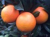 罗甸特产，脐橙，产地直发10斤68元 商品缩略图5