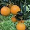 屈原故里秭归脐橙九月红 肉脆汁多香甜可口的果冻橙 商品缩略图4