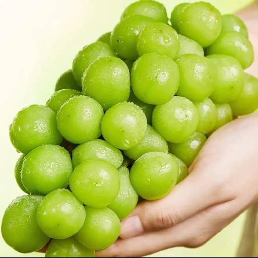 阳光玫瑰 又称相印青提 2斤/3斤±200g （48-72小时发货） 商品图0