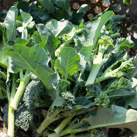 西兰苔 商品图0