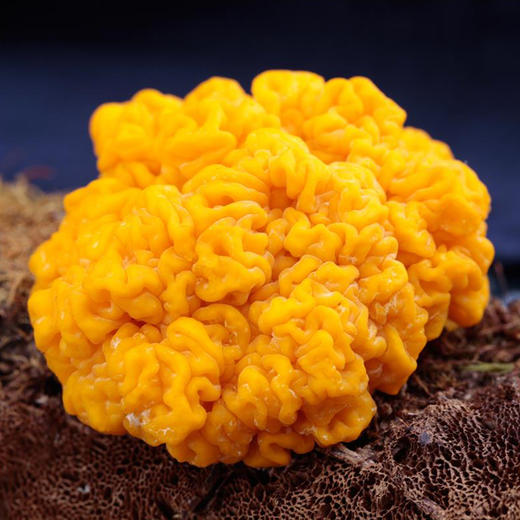 大理云龙 新鲜金耳菌 1.0kg/箱