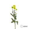 小菊 | 绿精灵 商品缩略图8