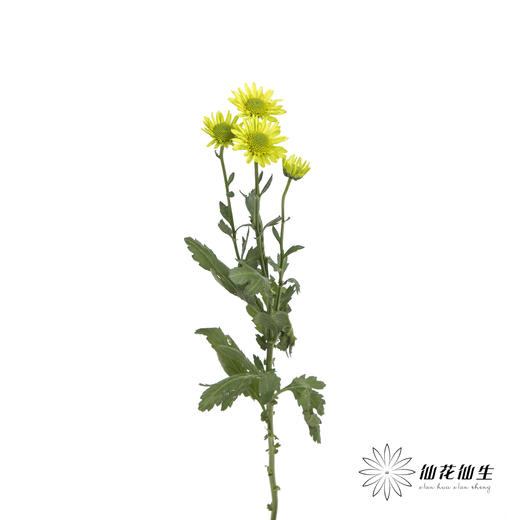 小菊 | 绿精灵 商品图8