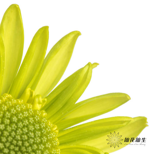 小菊 | 绿精灵 商品图3