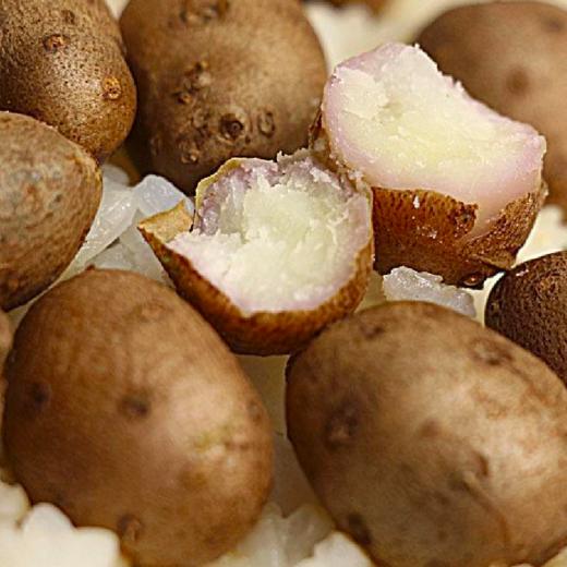 河南焦作温县铁棍山药豆正宗山药蛋3斤装