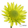 小菊 | 绿精灵 商品缩略图4