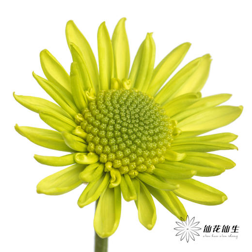 小菊 | 绿精灵 商品图4