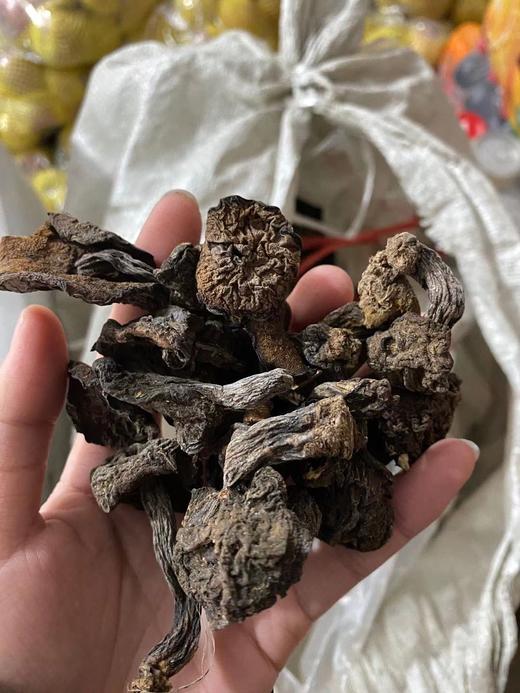 尝新价138元150g东北野生带根松菇松蛾