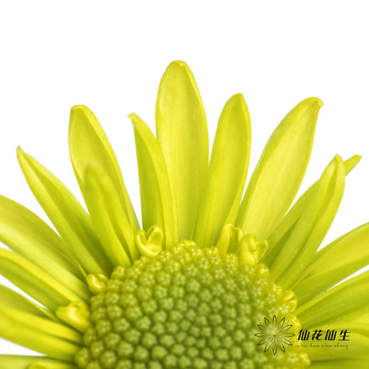 小菊 | 绿精灵 商品图5