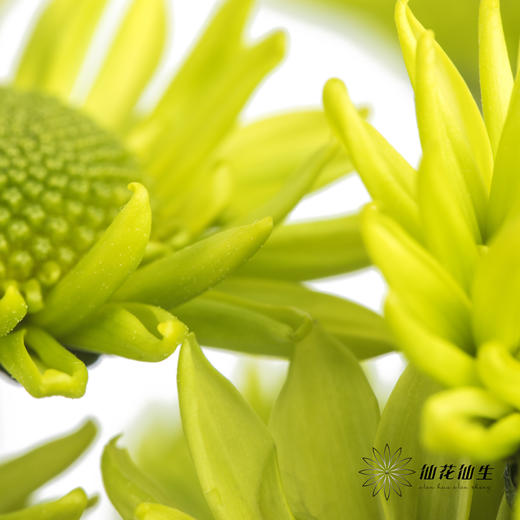 小菊 | 绿精灵 商品图2