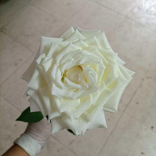 【昆明玫瑰】白玫，坦尼克，20支/扎 商品图1