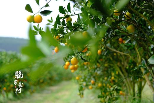 融安脆蜜金柑2斤装 商品图4