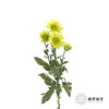 小菊 | 绿精灵 商品缩略图7