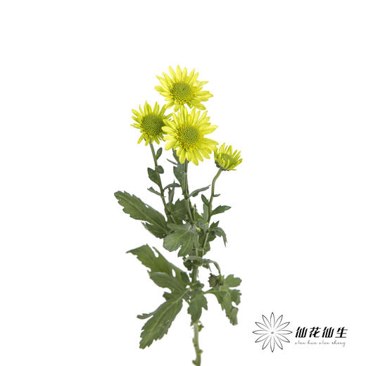 小菊 | 绿精灵 商品图7