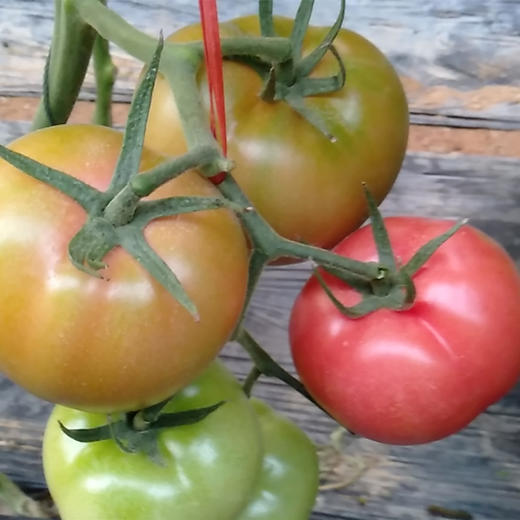 山东海阳普罗旺斯西红柿农家现摘番茄自然成熟鲜嫩爽口