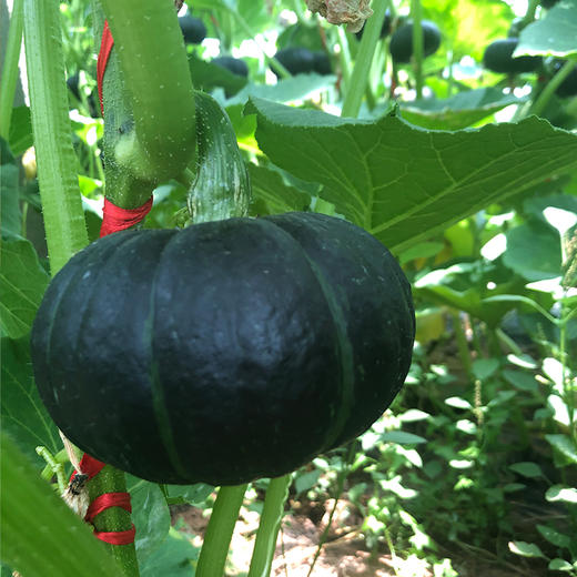 【贝贝小南瓜】味道粉糯清甜，板栗的香气和口感 商品图2