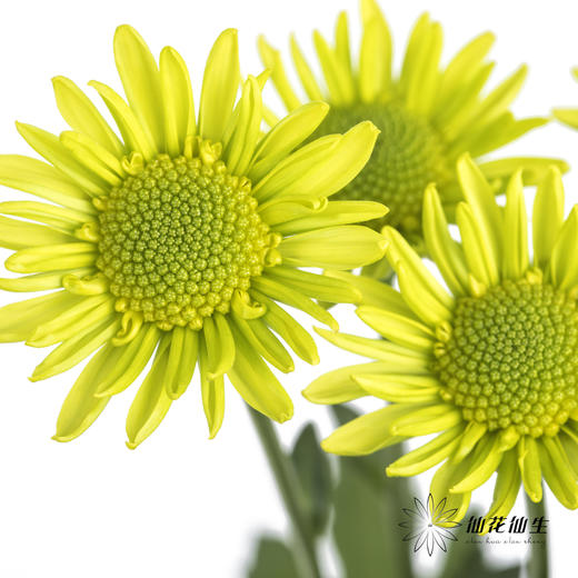 小菊 | 绿精灵 商品图6