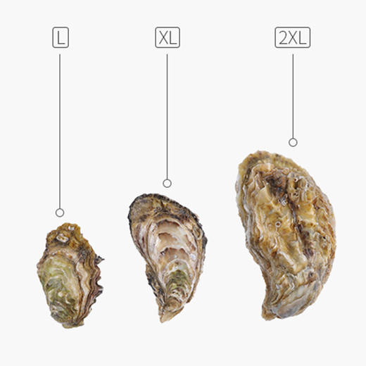 乳山生蚝 商品图3