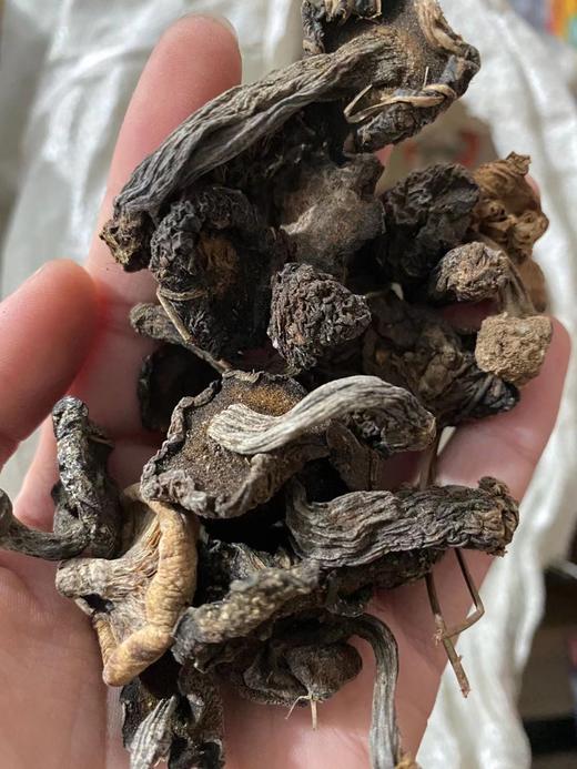 尝新价138元150g东北野生带根松菇松蛾