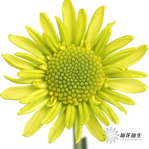 小菊 | 绿精灵 商品图1