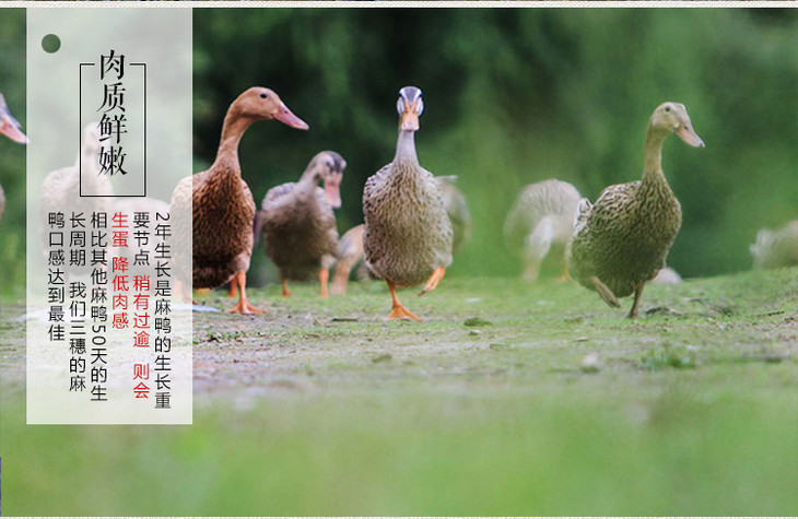 贵州扶贫黔东南三穗麻鸭农家散养