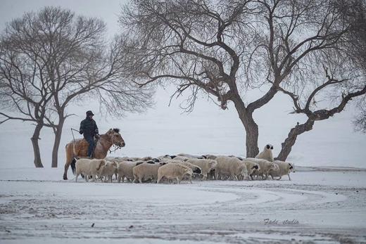 【小羊很行冬日暖胃】永太三叔自家草场散养，食百种中草药！ 商品图7