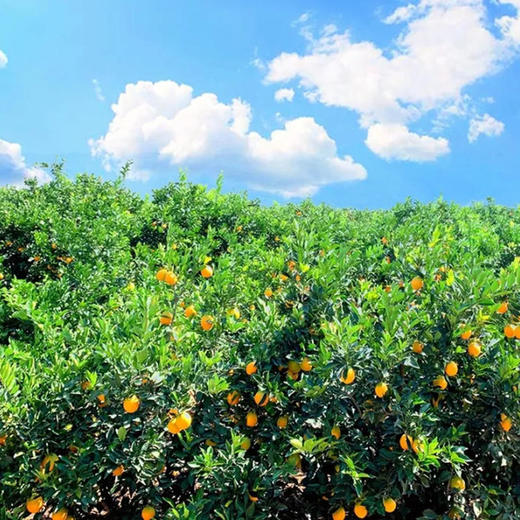 攀枝花纽荷尔脐橙，爆甜多汁，细腻化渣，好吃不上火！ 商品图5