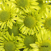 小菊 | 绿精灵 商品缩略图0