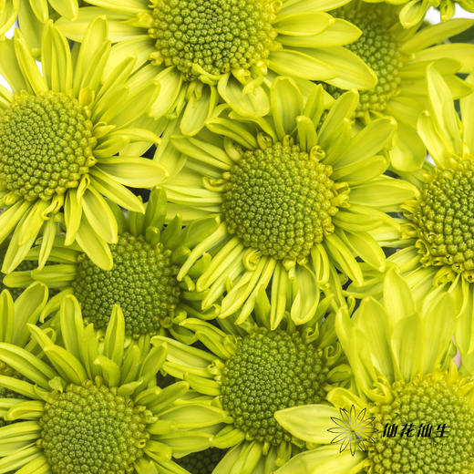 小菊 | 绿精灵 商品图0