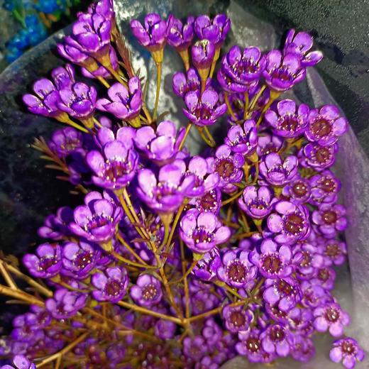 国产紫腊梅，大扎，中花 商品图2