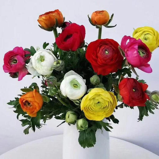 配花-洋牡丹-黄色-20枝 商品图3