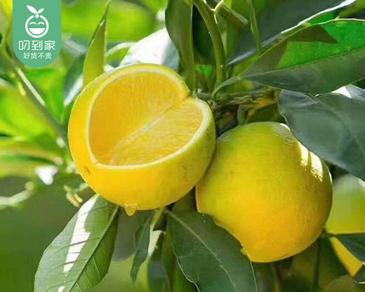 云南高原王子橙（3号优级果）/1份（1.5kg±50g） 商品图2