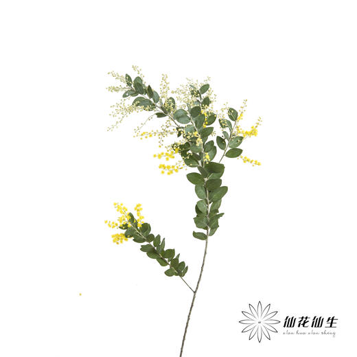 叶材 |  金合欢 商品图8