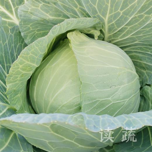 有机牛心包菜 (约500g/个) |情圆自产|新鲜脆嫩|自然生长 商品图2