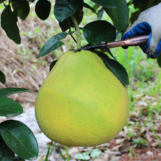 #2月5日至18日暂不发货#【无酸柚惑】梅州沙田柚 甜蜜无酸 脆嫩无渣 新鲜现摘 大口大口享受 商品图6