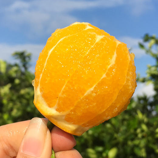 【湖南麻阳冰糖橙】 满满维C 甜蜜满满 现摘现发 新鲜脐橙 商品图0
