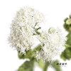 配花 | 藿香蓟白色 商品缩略图0
