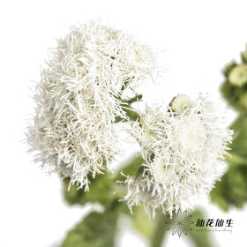 配花 | 藿香蓟白色