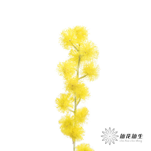 叶材 |  金合欢 商品图5