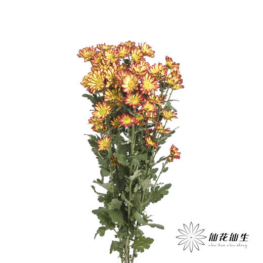 小菊 | 小菊罗马假日 商品图10