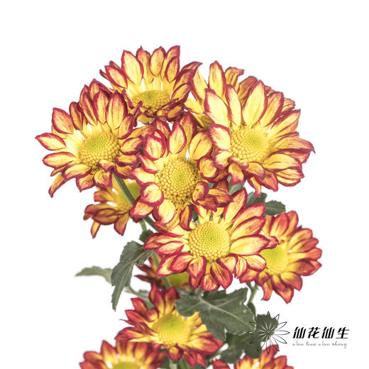 小菊 | 小菊罗马假日 商品图1