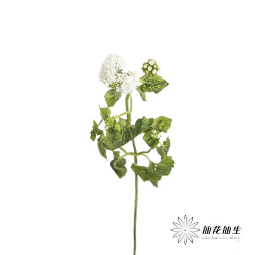 配花 | 藿香蓟白色 商品图1