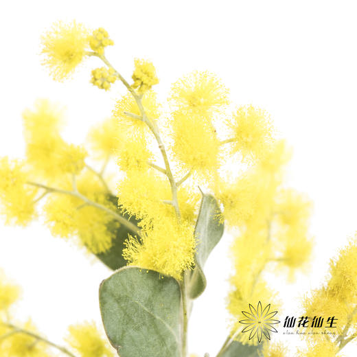 叶材 |  金合欢 商品图2