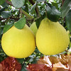#2月5日至18日暂不发货#【无酸柚惑】梅州沙田柚 甜蜜无酸 脆嫩无渣 新鲜现摘 大口大口享受 商品缩略图5